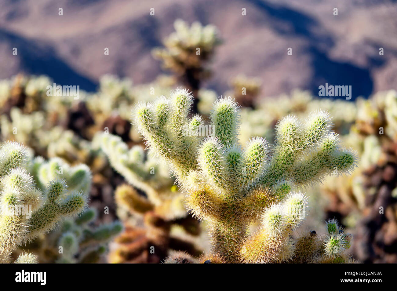 Silber Cholla Cactus sprießen neues Wachstum im Joshua Tree National Park in Kalifornien Joshua Tree. Stockfoto