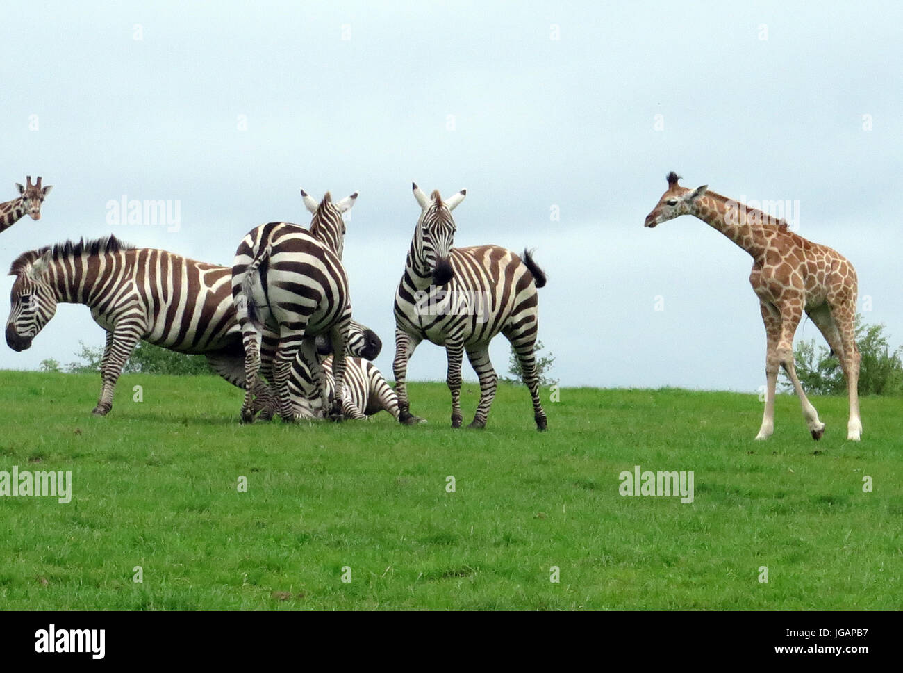 FOTA Wildlife Park, Fota, Irland Stockfoto