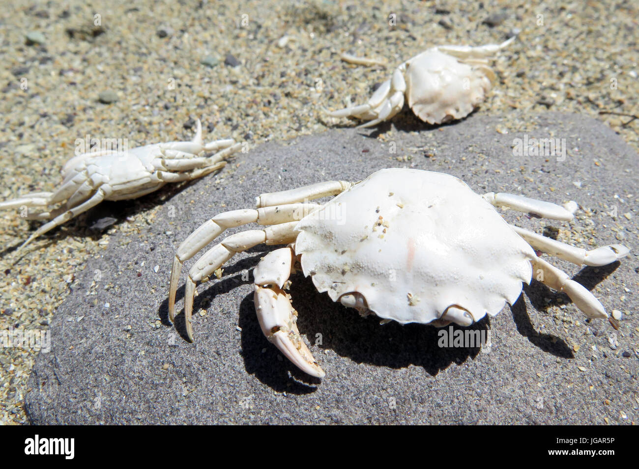 Barleycove Strand, (Schull), Irland, IE Stockfoto