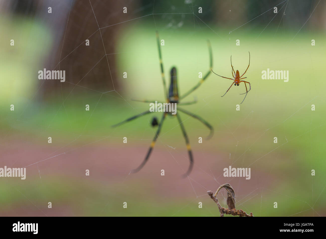 Golden SIlk Orb weben Spinne (Nephila Pilipes) im Wald, selektiven Fokus Stockfoto