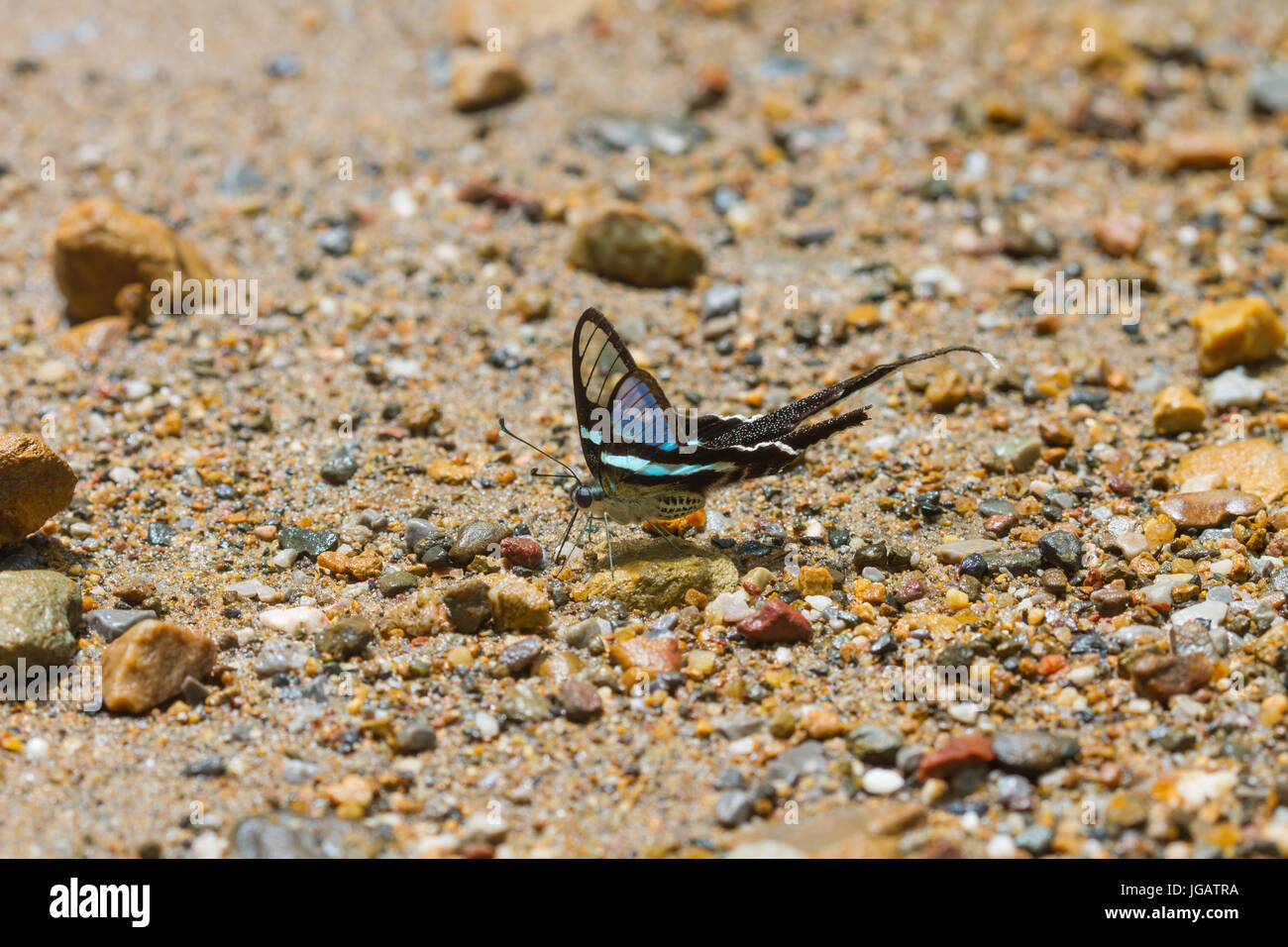 Schmetterling, grün Dragontail, (Lamproptera Meges) Essen Mineralien auf Sand im Wald Stockfoto