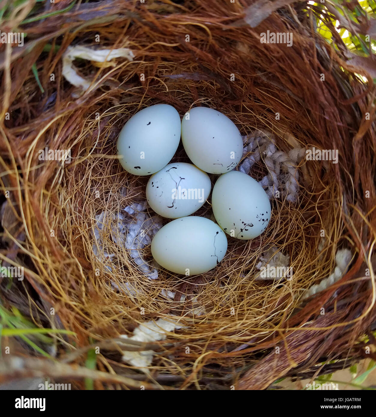 Fünf Haus Fink Eiern im Nest. Haus Fink ist ein kleiner Vogel in westlichen Nordamerika beheimatet. Stockfoto