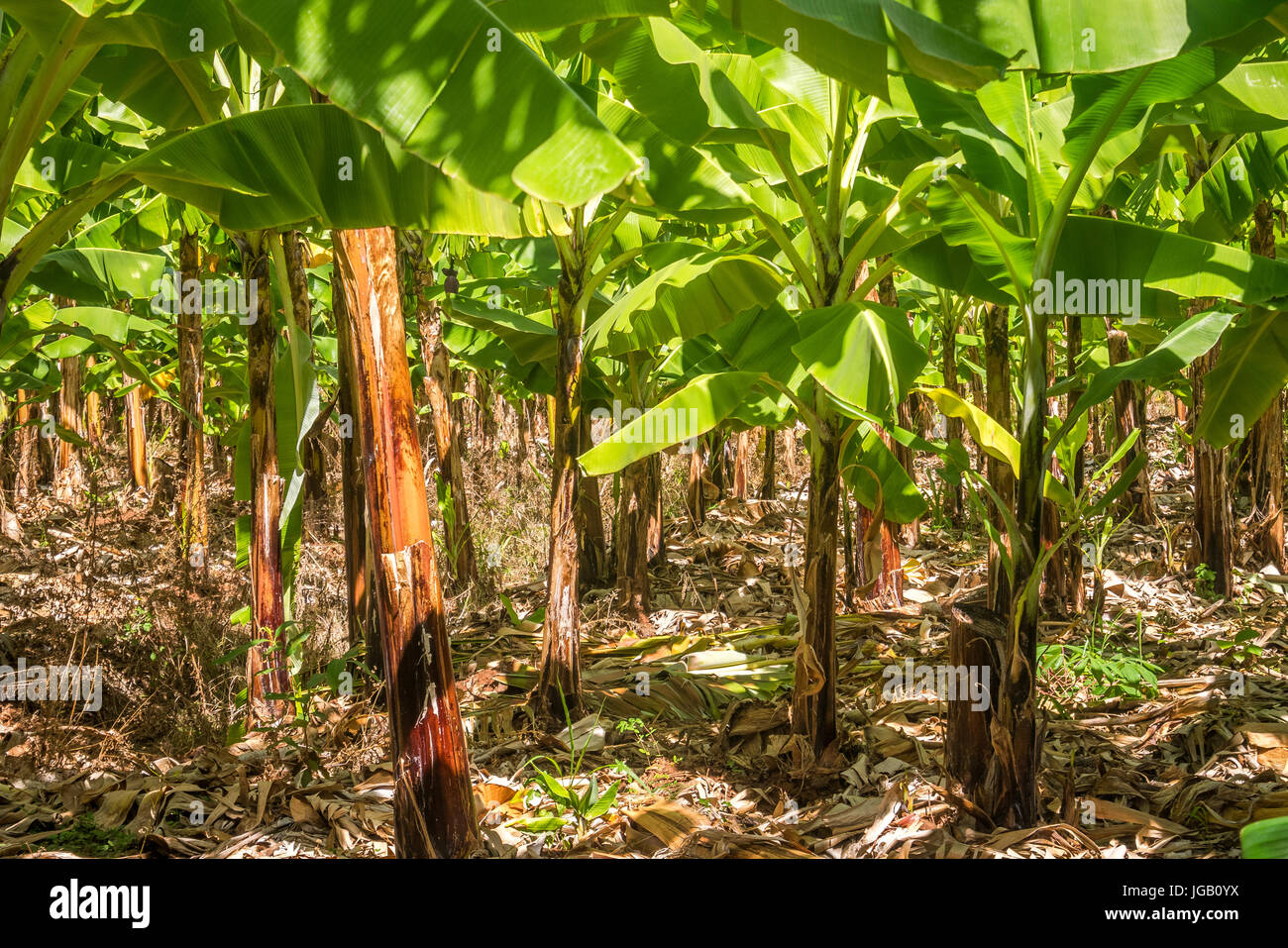 Giant Cavendish Bananen Plantage ist Kenia, Ostafrika Stockfoto