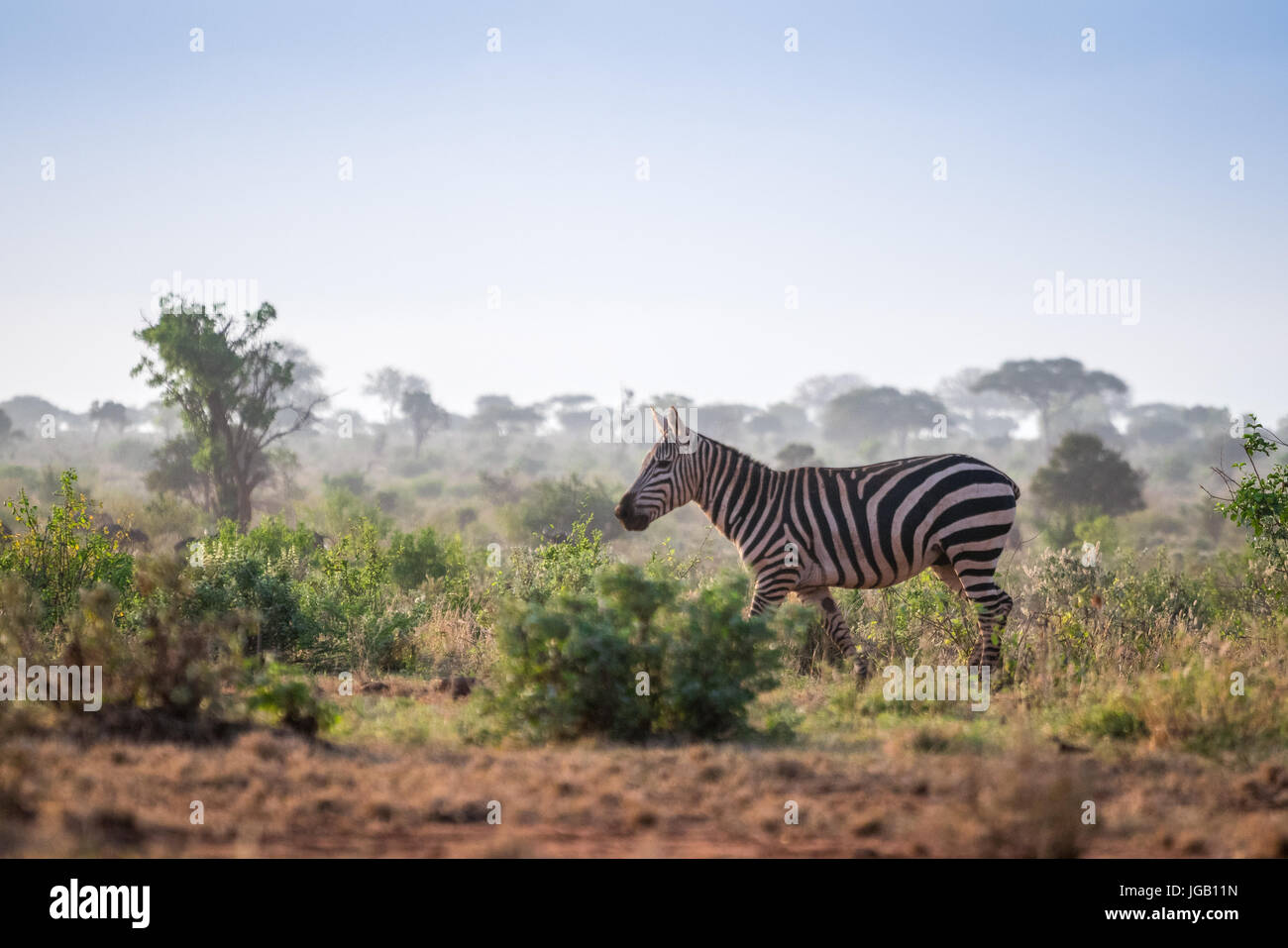 Wilde Zebras in der Savanne, Tsavo West Nationalpark, Kenia. Stockfoto