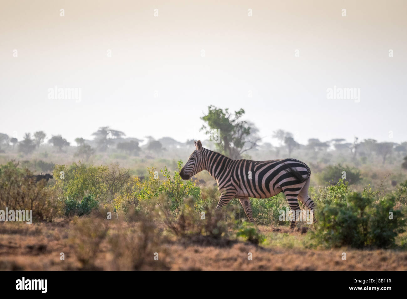 Wilde Zebras in der Savanne, Tsavo West Nationalpark, Kenia. Stockfoto