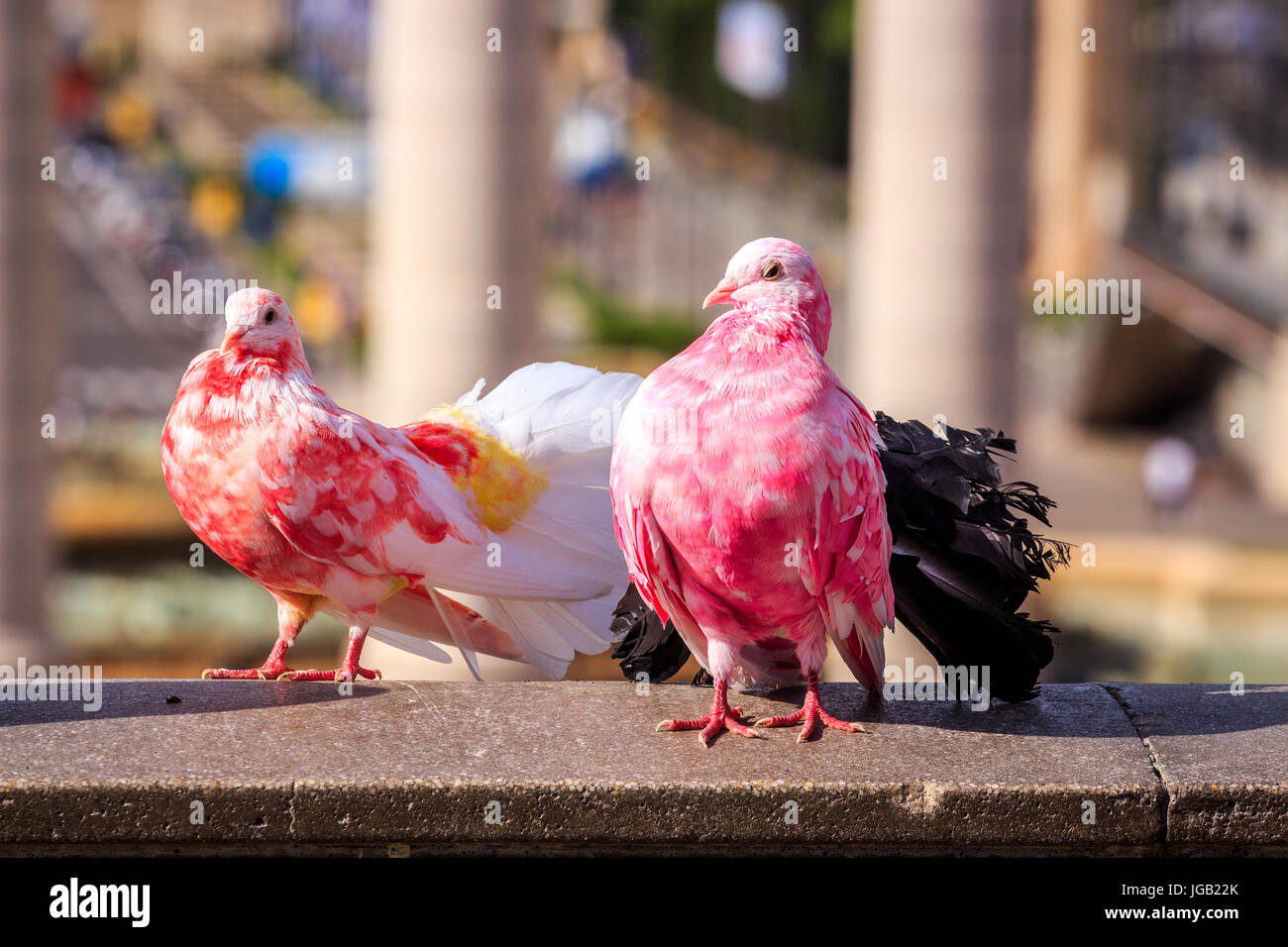 Zwei bunte Tauben in Placa Espanya, Barcelona, Spanien Stockfoto