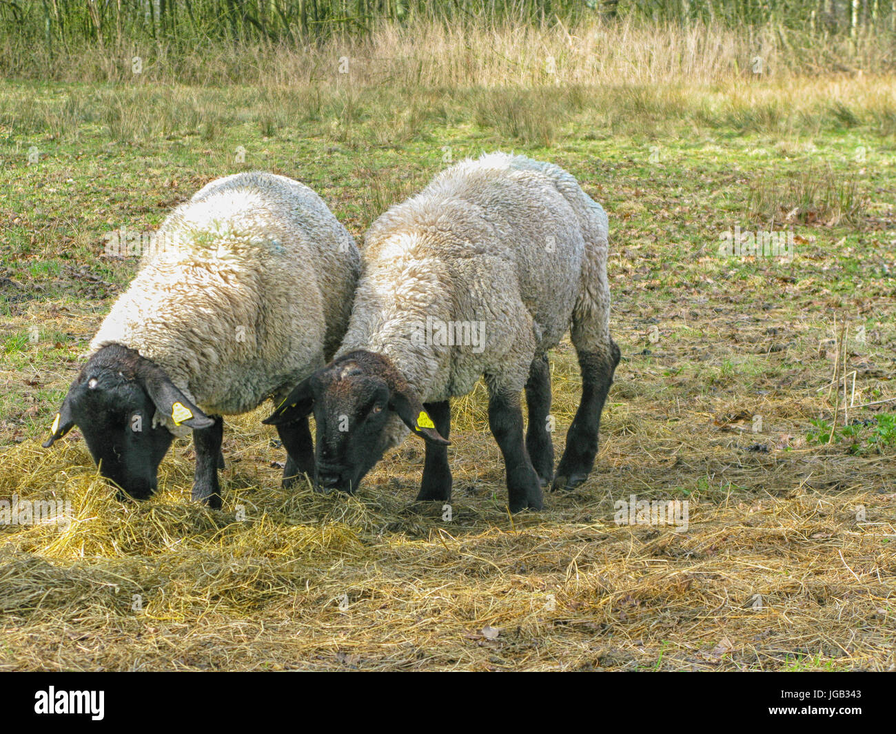 zwei Suffolk Schafe auf Rasen kaute Stockfoto