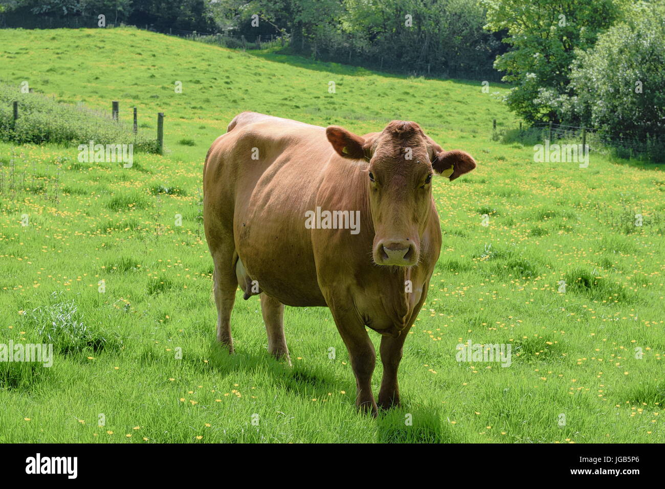 Ein Jersey Kuh mit Blick nach vorne stehend in Wiese mit Butterblumen, Bäume und Büsche im Hintergrund Stockfoto