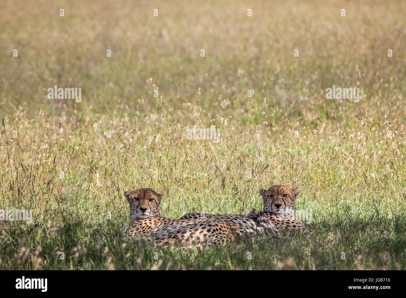 Gepard, Ol Pejeta Park, Kenia. Stockfoto