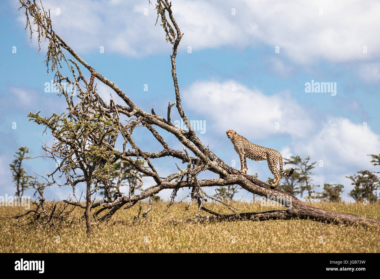 Gepard, Ol Pejeta Park, Kenia. Stockfoto