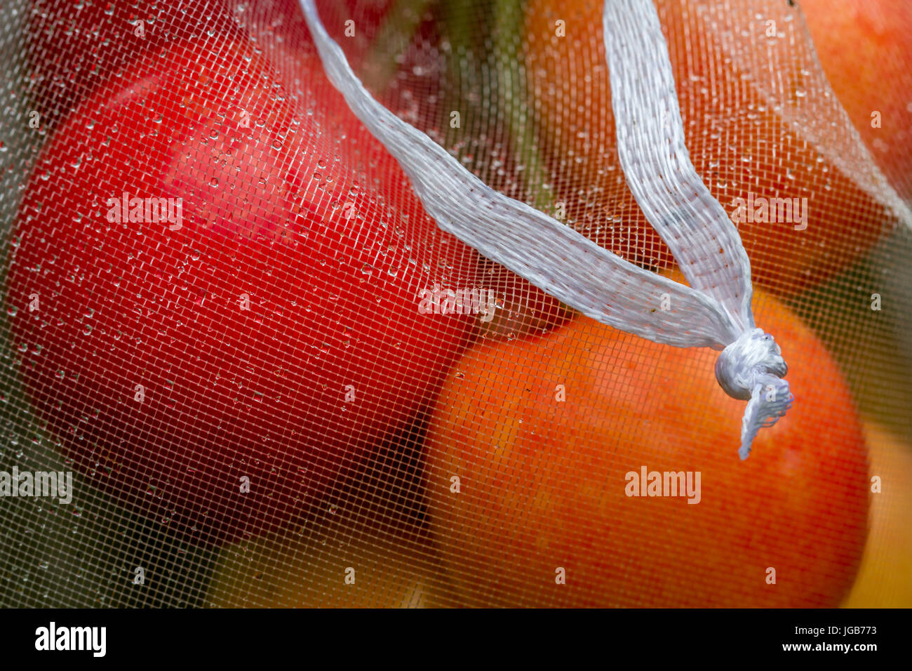 Kirschen Reifen sicher hinter Organza Hochzeit Gunst Taschen zum Schutz gegen Vögel und Insekten, Yorkshire, England, UK Stockfoto