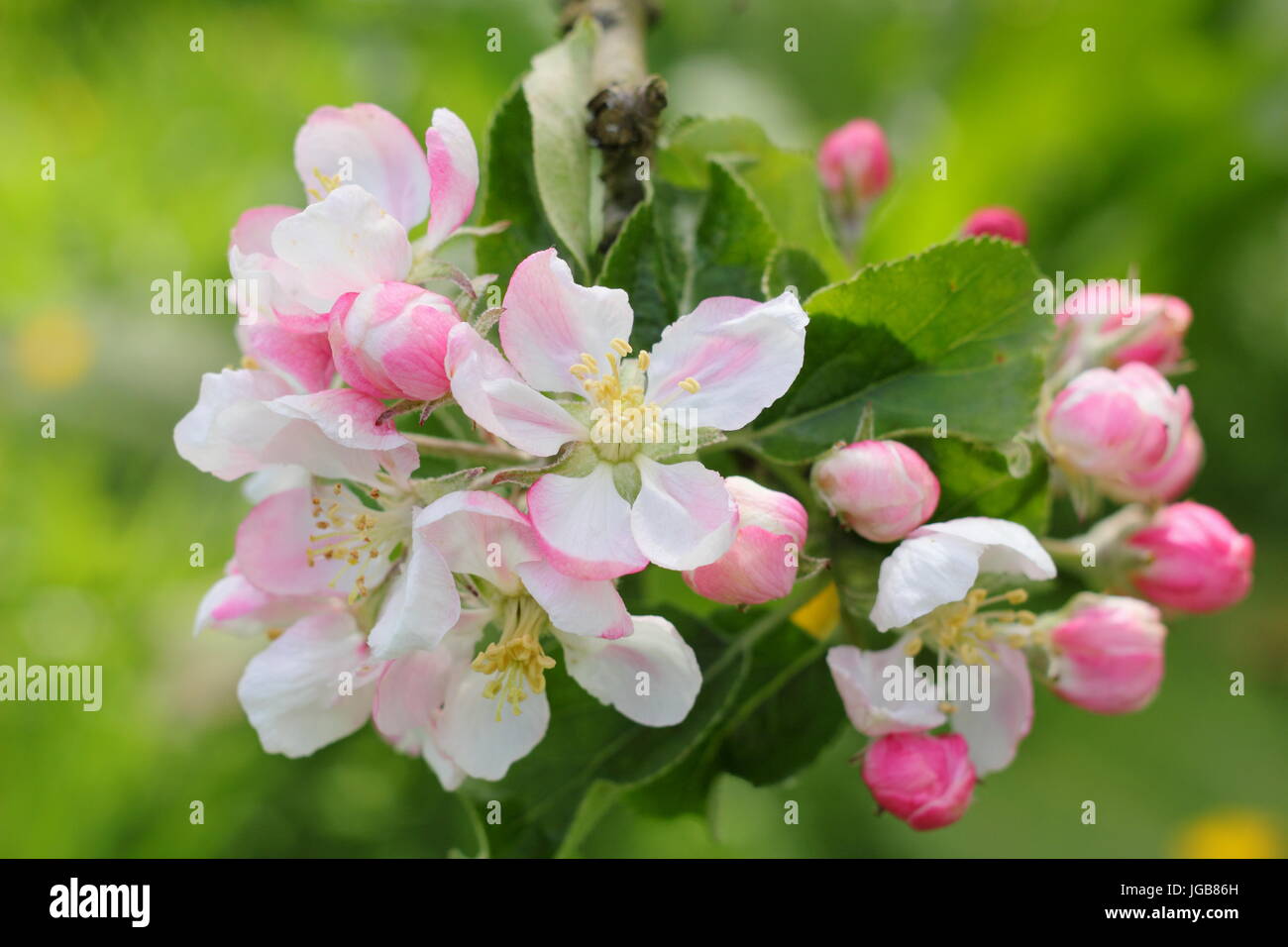 Malus "Yorkshire aromatischen" Apfelblüte in vollem Umfang blühen in einem traditionellen englischen Obstgarten im Frühsommer (Mai), UK Stockfoto
