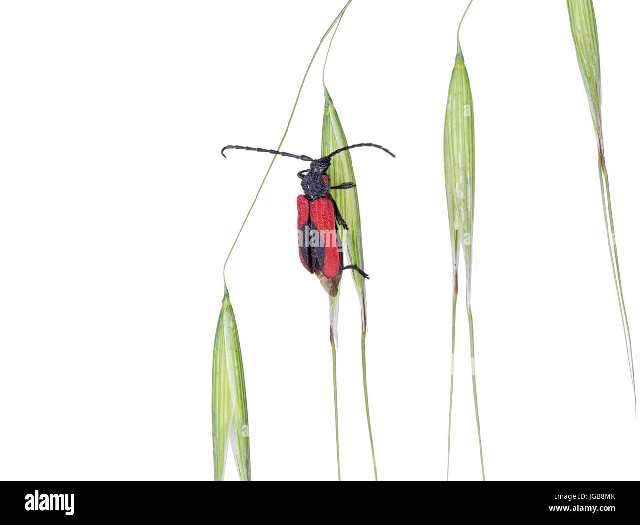 Rote und schwarze Käfer auf Grassamen isoliert auf weiss. Purpuricenus Kaehleri. Stockfoto