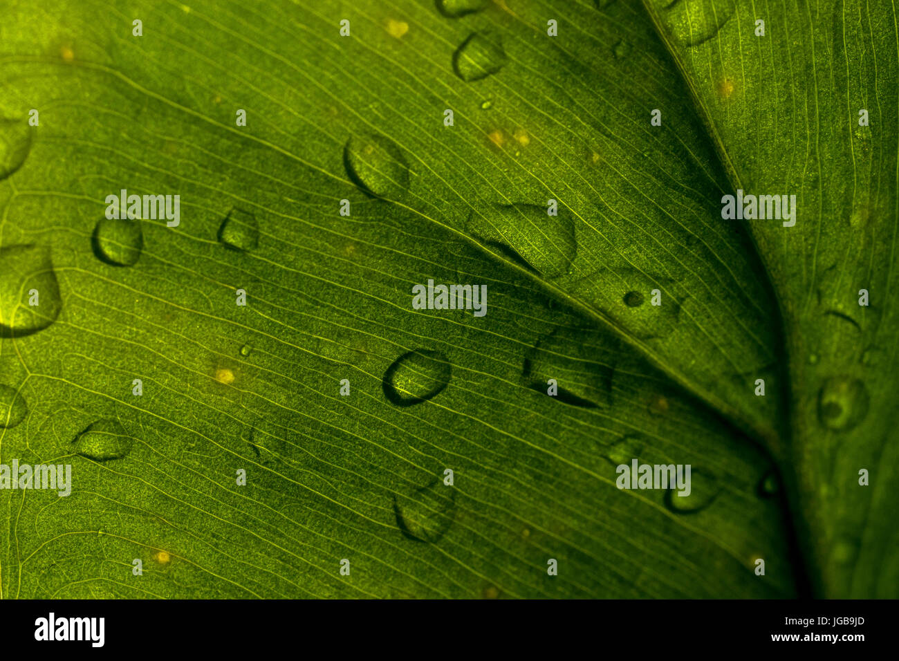 Tiefgrüne Farbe Pflanze Blatt Textur Closeup, mit kleinen Regen Wassertropfen, Hintergrundbeleuchtung. Stockfoto