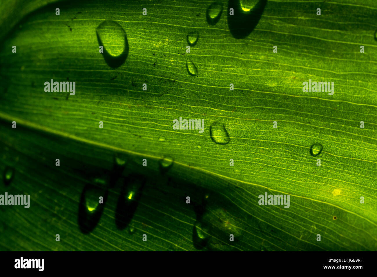 Tiefgrüne Farbe Pflanze Blatt Textur Closeup, mit kleinen Regen Wassertropfen, Hintergrundbeleuchtung. Stockfoto