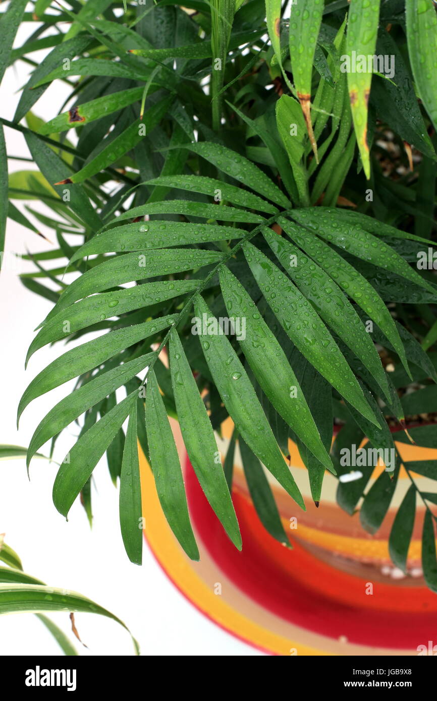 Nahaufnahme von Chamaedorea Elegans oder bekannt als Salon Palm Stockfoto Nahaufnahme von Chamaedorea Elegans oder bekannt als Salon Palm Stockfoto