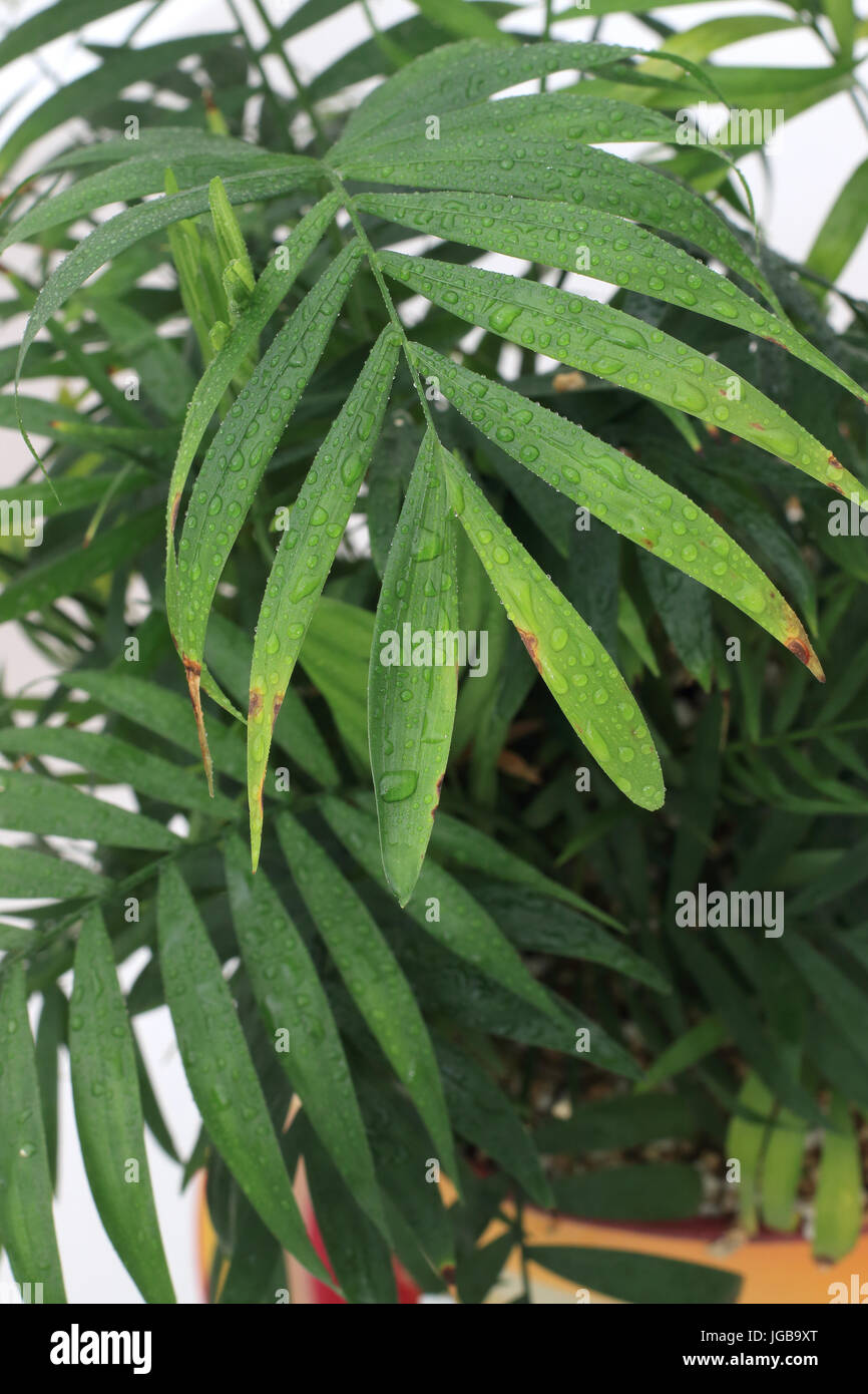 Nahaufnahme von Chamaedorea Elegans oder bekannt als Salon Palm Stockfoto Nahaufnahme von Chamaedorea Elegans oder bekannt als Salon Palm Stockfoto
