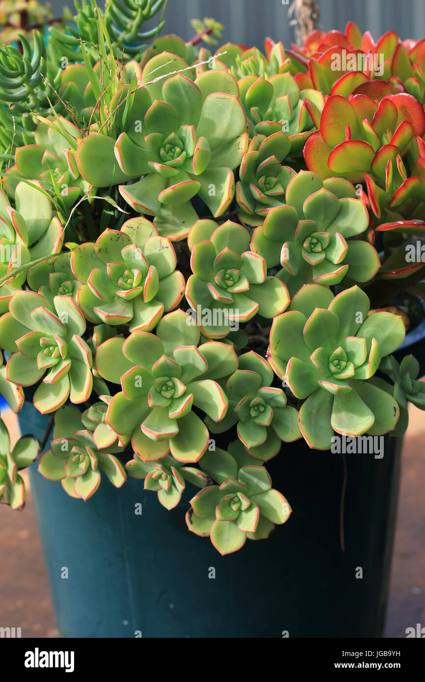 Aeonium Castello Paivae und Jade Pflanze wächst in einem Topf Stockfoto