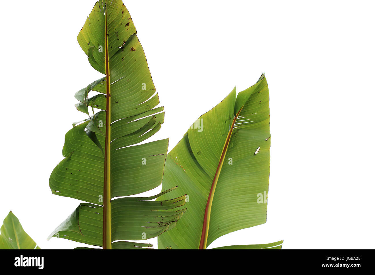 Ensete Ventricosum, Abessinier Palm Bananenblatt auf weißen Hintergrund isoliert Stockfoto