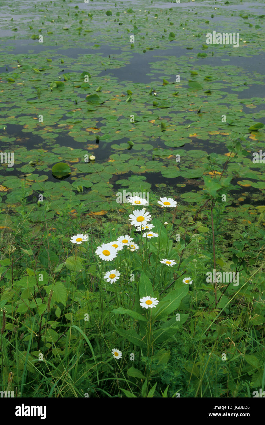 Gänseblümchen Brutapparat Teich, Howland Island Wildlife Management Area, New York Stockfoto