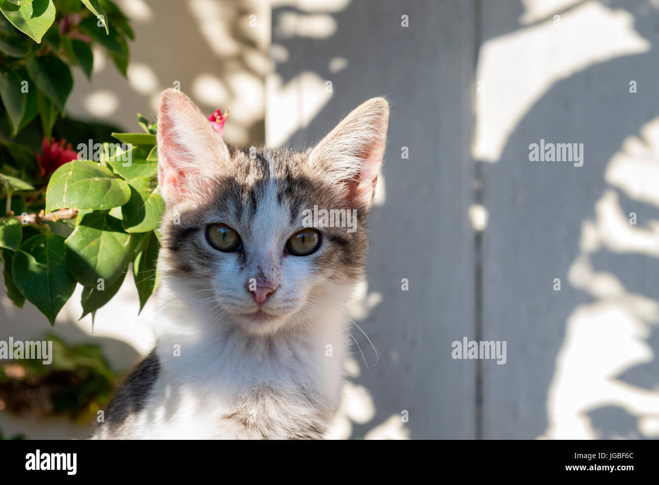 Cute streunende Katze Stockfoto