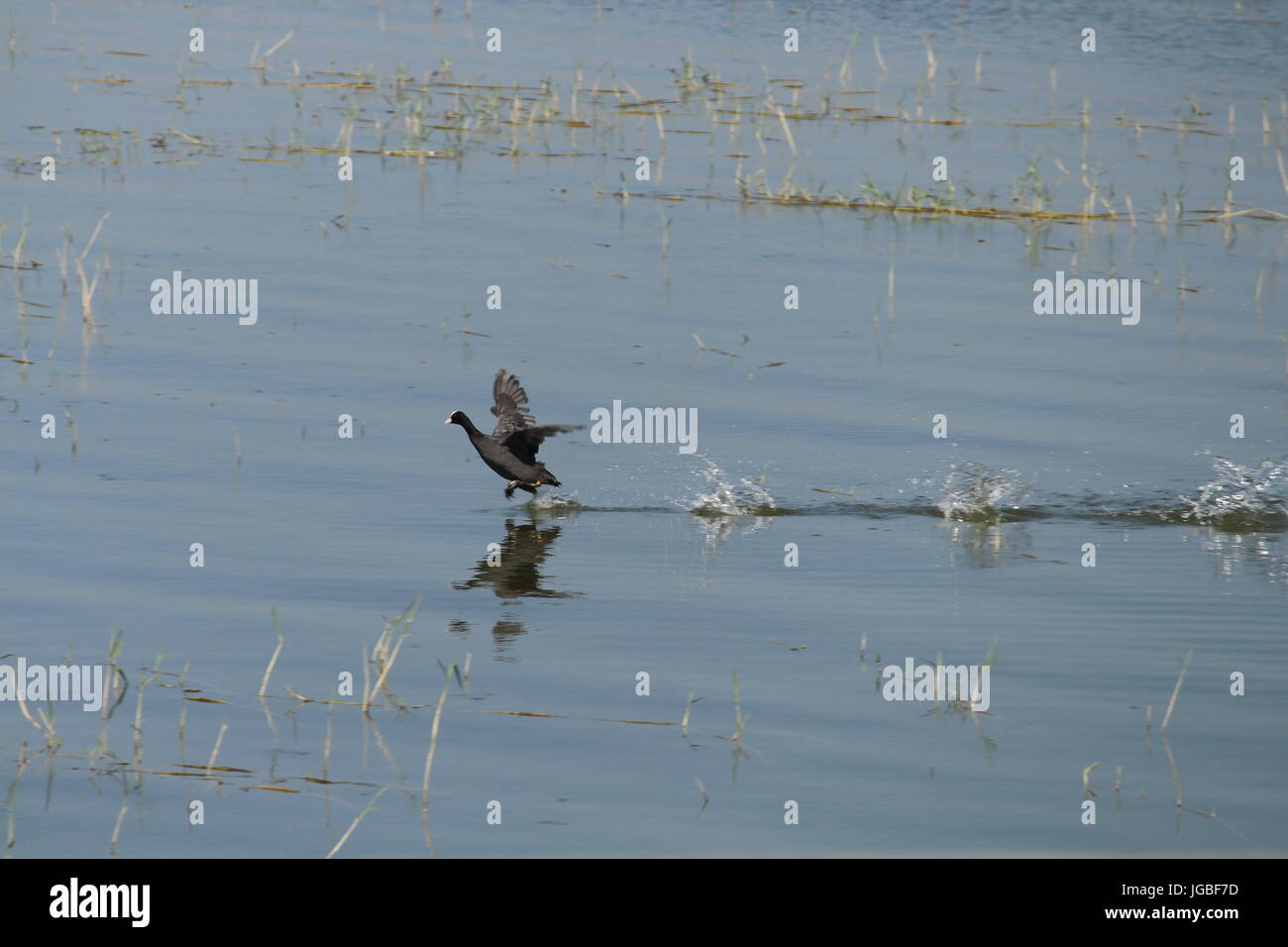 Laufen auf dem Wasser Stockfoto