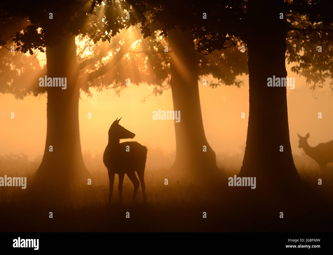 Red Deer bei Sonnenaufgang, Bushy Park, London, UK Stockfoto