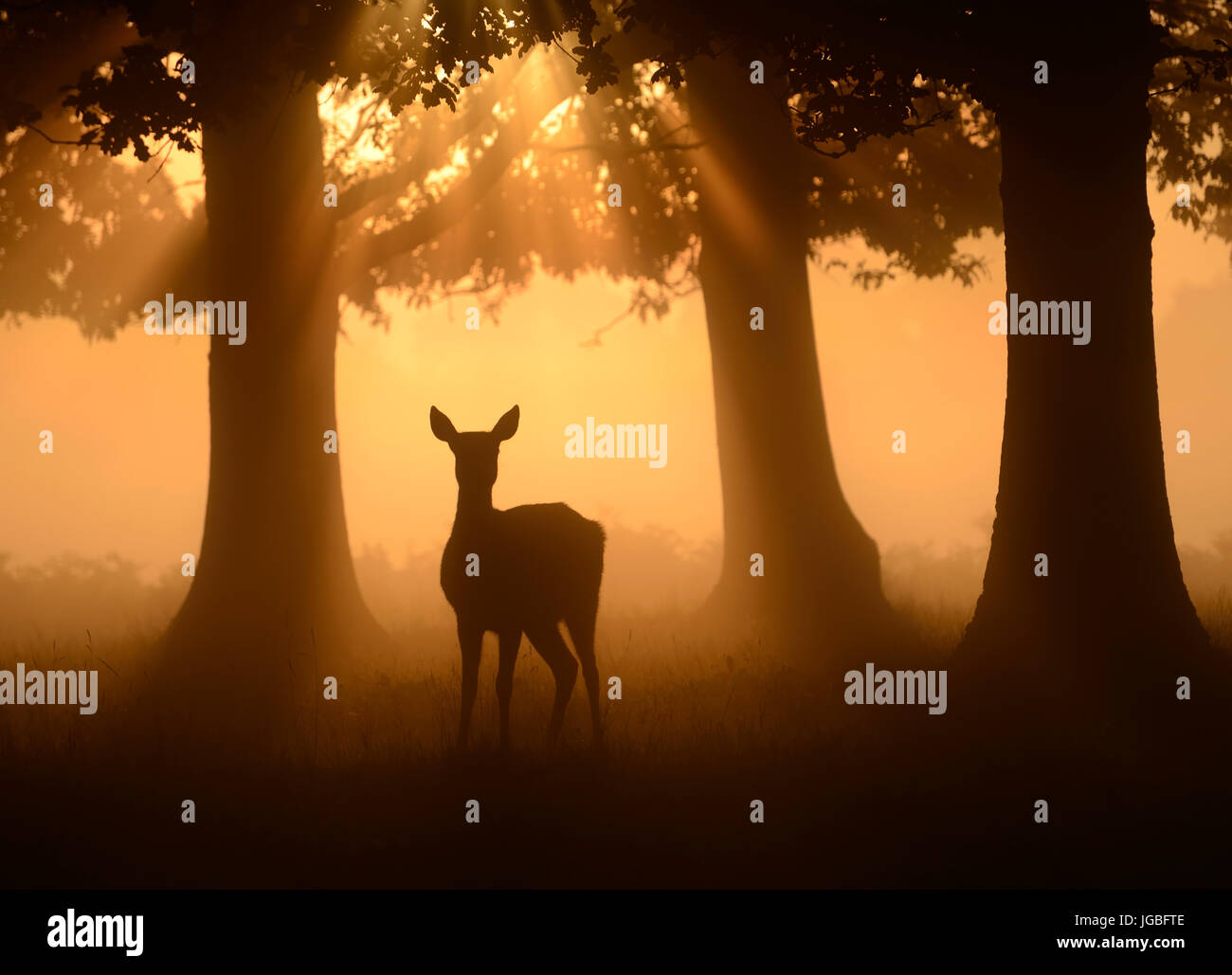 Red Deer bei Sonnenaufgang, Bushy Park, London, UK Stockfoto