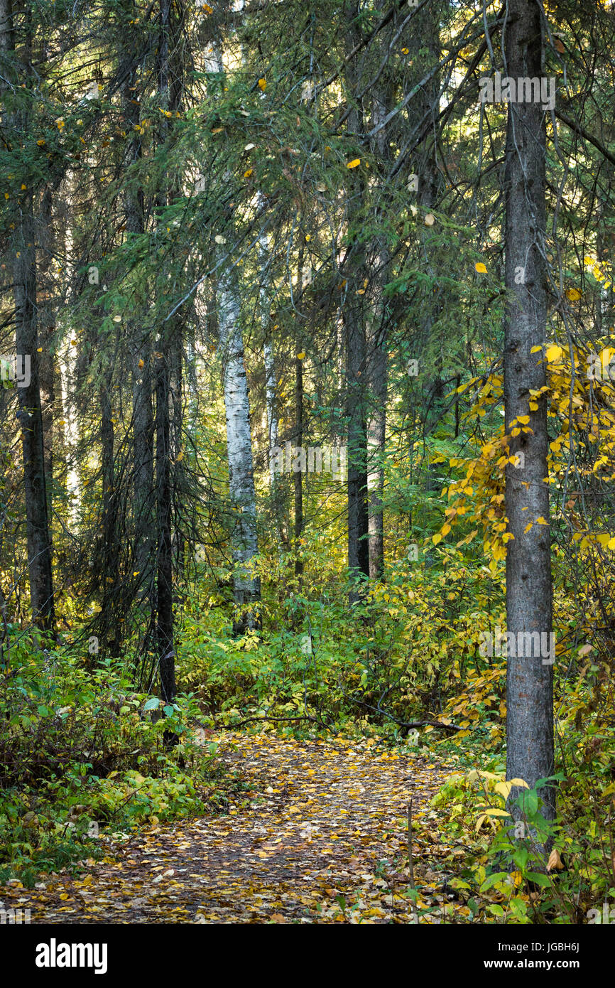 Naturlehrpfad in den frühen Herbst Stockfoto