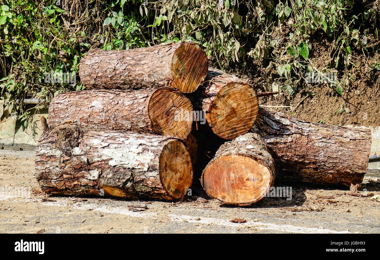 Wald auf der Landstraße am sonnigen Tag in Banaue Township, Philippinen. Stockfoto