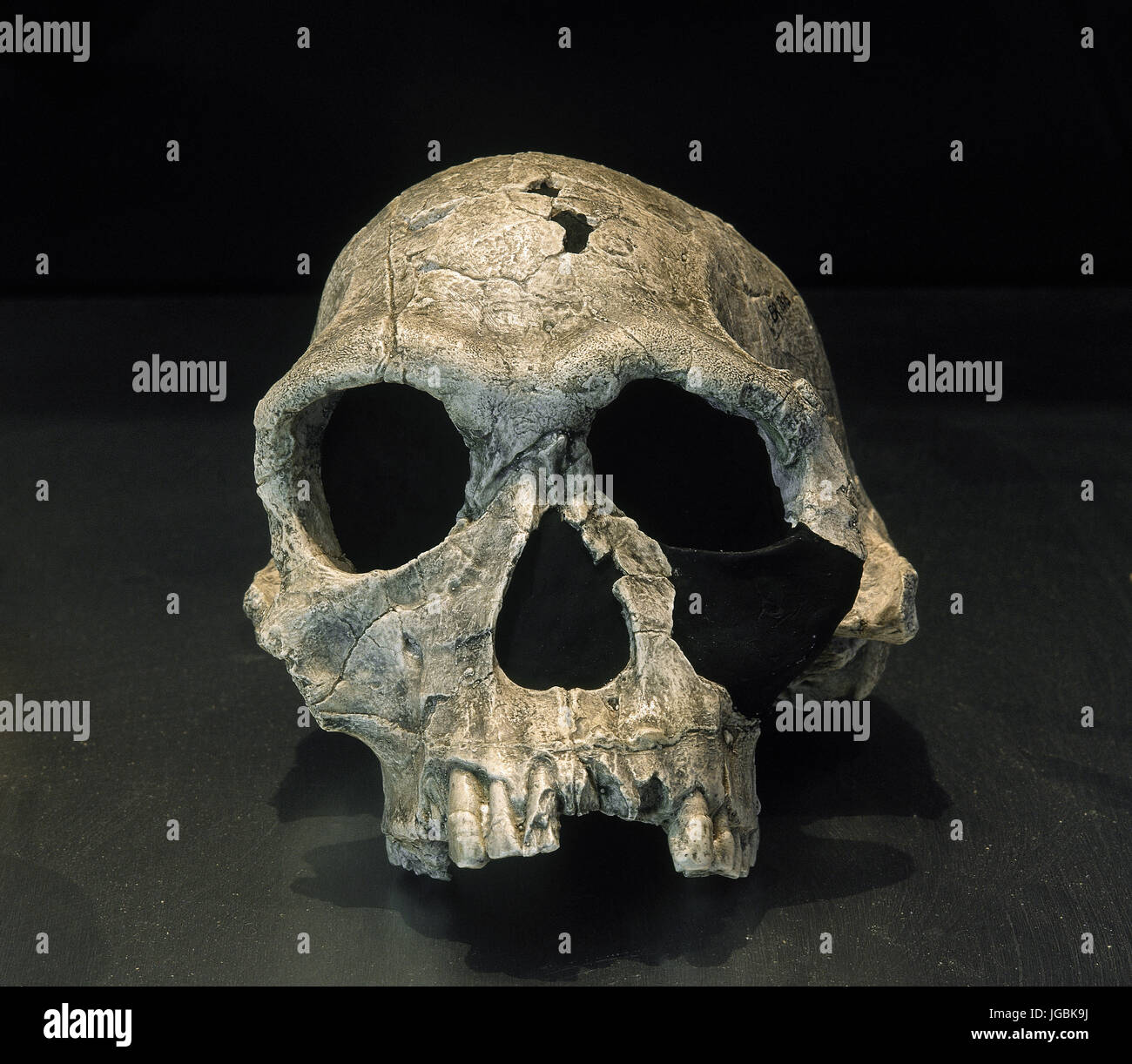Homo Habilis. Fossil KNM-ER 1813. Vollständige Schädel. 1,9 Milliions Jahre alt. Descovered in Koobi Fora, Kenia. Afrika. Stockfoto