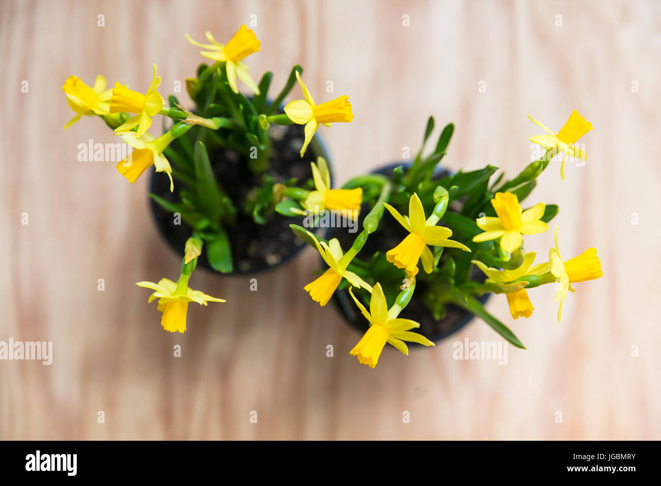 Zwei Töpfe mit Narzissen auf einen einfachen Hintergrund Stockfoto