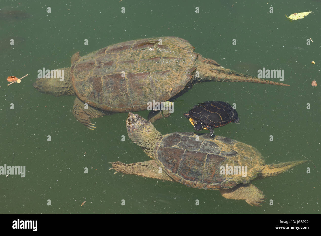 Schnappschildkrote Chelydra Serpentina Und Gemalte Schildkrote Chrysemys Picta Ernahren Sich Von Algen Auf Der Schnappschildkrote Rucken Maryland Stockfotografie Alamy
