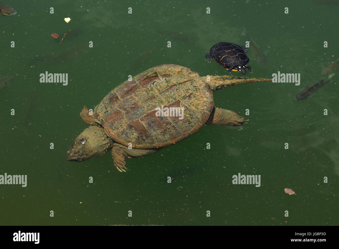 Schnappschildkrote Chelydra Serpentina Und Gemalte Schildkrote Chrysemys Picta Ernahren Sich Von Algen Auf Der Schnappschildkrote Rucken Maryland Stockfotografie Alamy