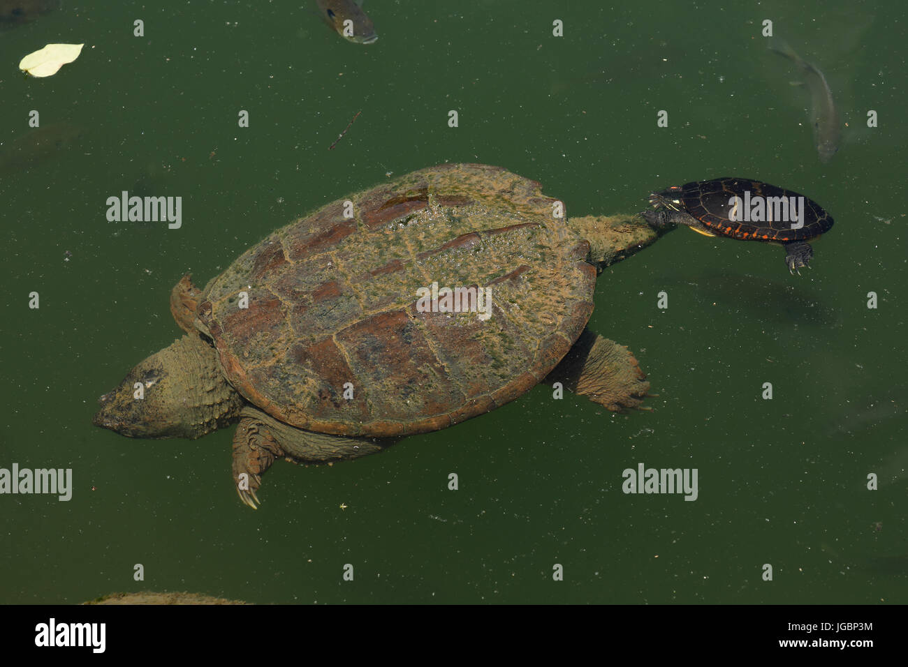 Schnappschildkröte (Chelydra Serpentina) Stockfoto