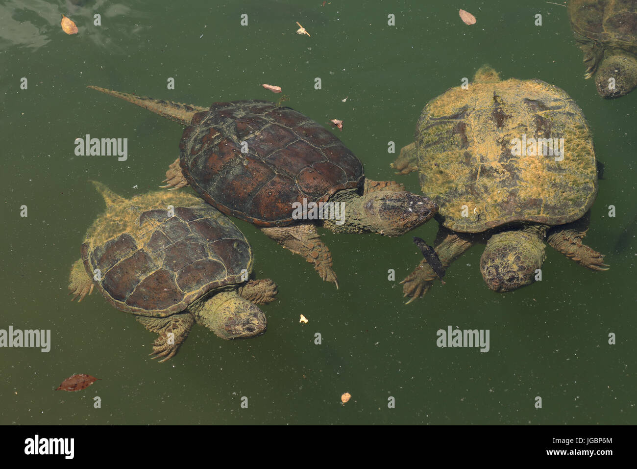 Schnappschildkröte (Chelydra Serpentina) Stockfoto