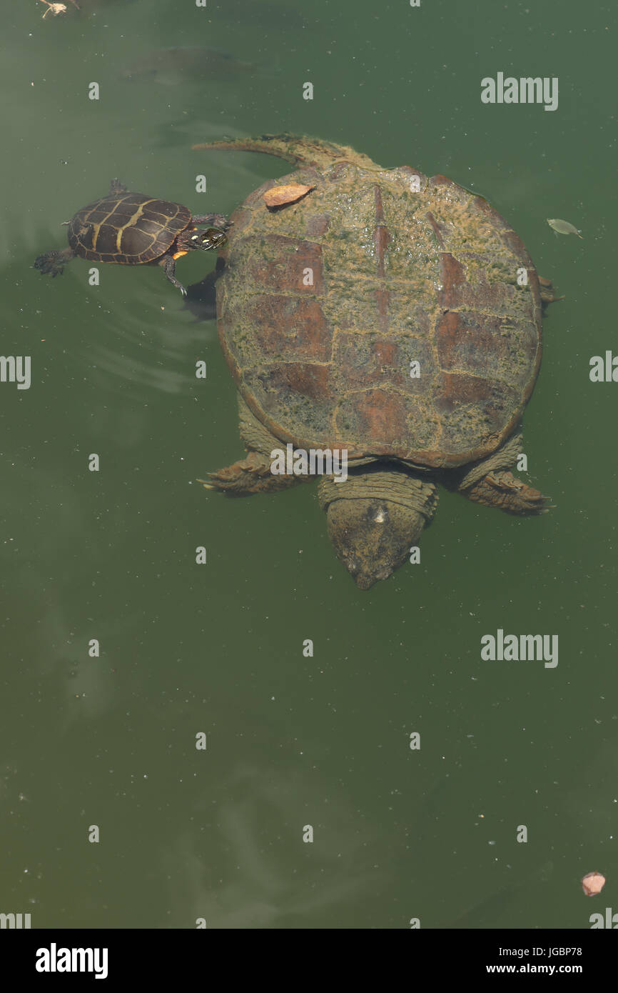 Snapping Turtle, chelydra Serpentina, und gemalte Schildkröte chrysemys picta, Algen