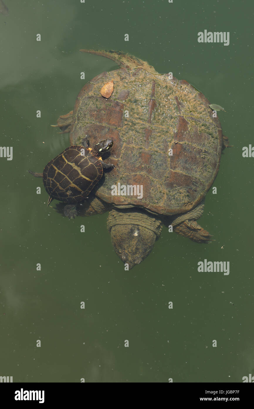 Schnappschildkröte (Chelydra Serpentina) Stockfoto