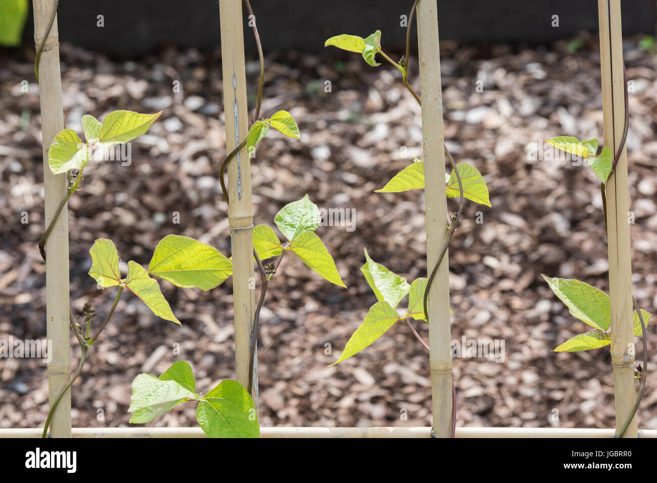 Phaseolus Coccineus. Runner Bean "Preisträger" Pflanzen Bambusstöcke im Gemüsebeet aufwachsen. UK Stockfoto