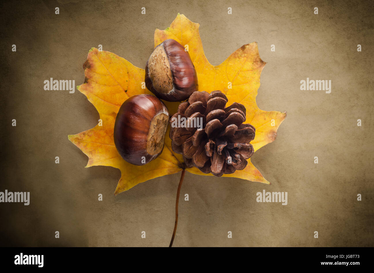 Ein einzelnes Ahorn Blatt im Herbst (Herbst) Farben auf antikisiert, bunten Papier mit Conkers und Tanne Kegel. Stockfoto