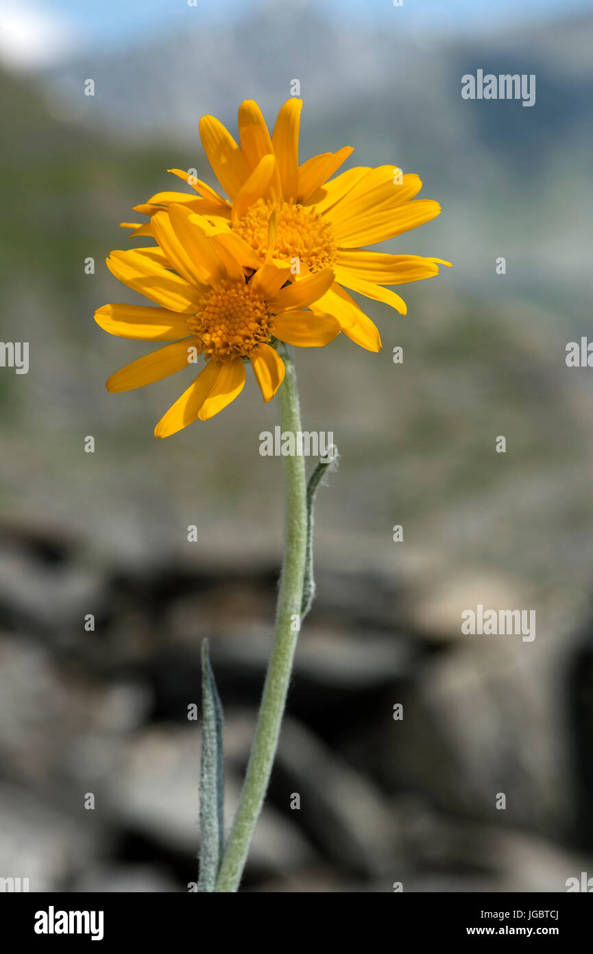 Senecio Doronicum, Alpenblume aus der Asteraceae Familie (Astaeraceae), Val de Bagnes, Wallis, Schweiz Stockfoto