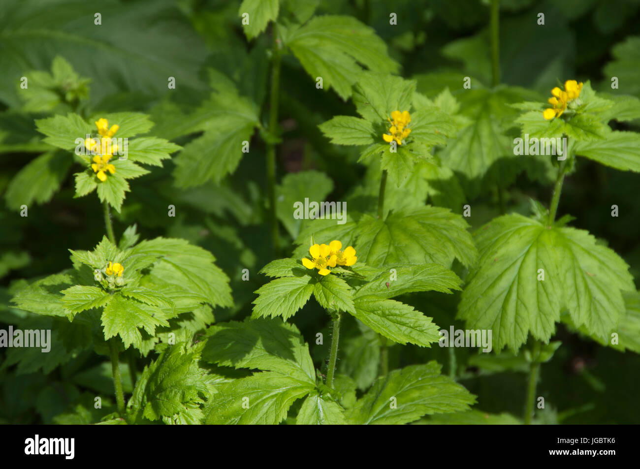 Geum Aleppicum Blütenpflanzen als Hintergrund Stockfoto
