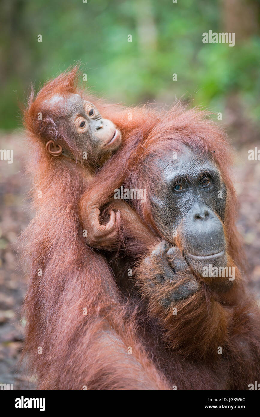 Borneo Orang-Utan (Pongo Pygmaeus), Frau mit Baby, Camp Leaky, Tanjung Puting NP, Kalimantan, Borneo, Indonesien Stockfoto