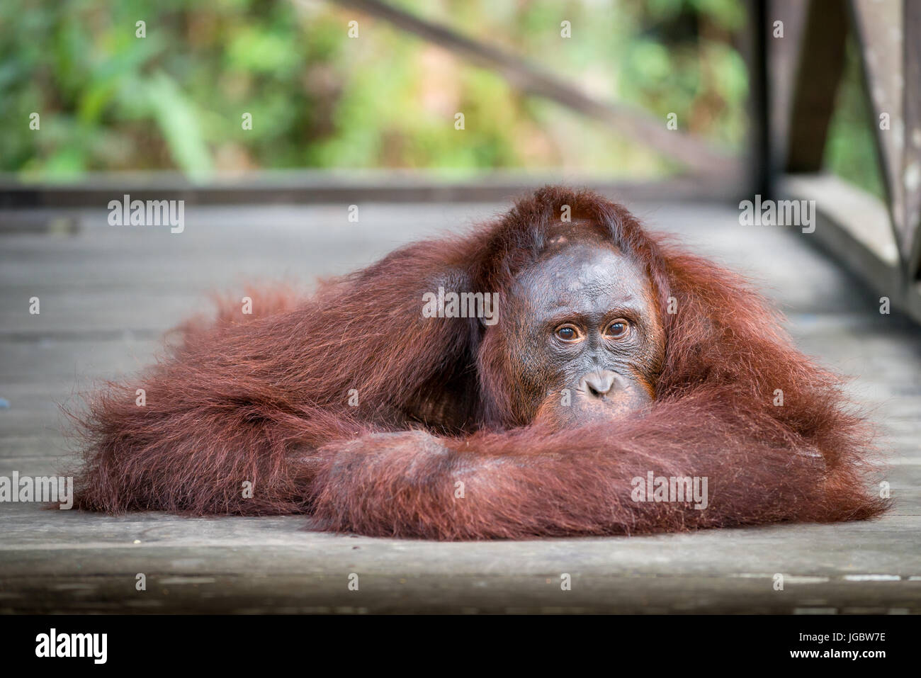 Borneo Orang-Utan (Pongo Pygmaeus) posieren, Camp Leaky, Tanjung Puting Nationalpark, Kalimantan, Borneo, Indonesien Stockfoto