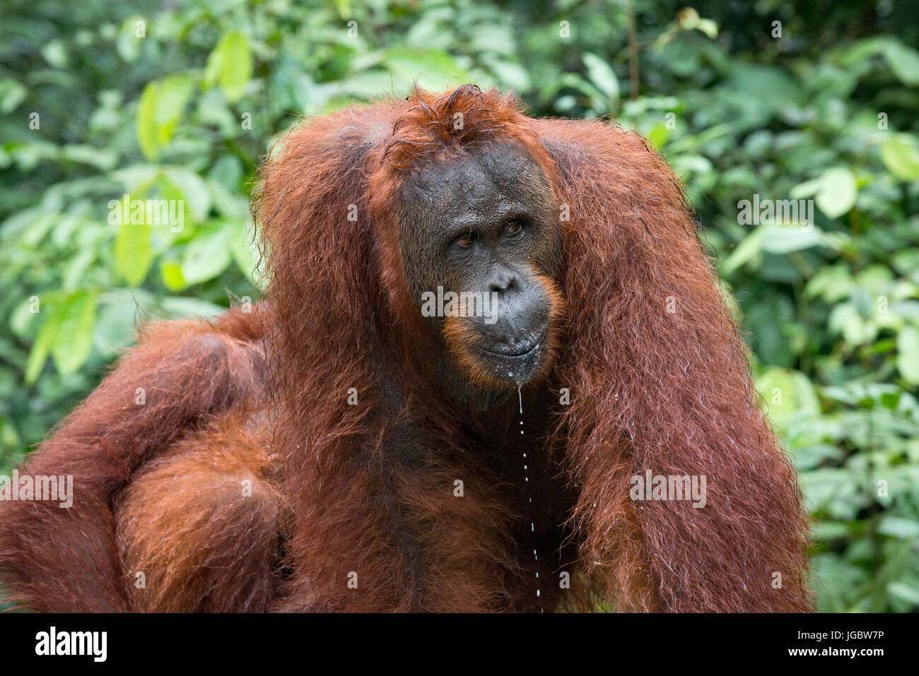 Borneo-Orang-Utan (Pongo Pygmaeus), männliche Porträt, Camp Leaky, Tanjung Puting Nationalpark, Kalimantan, Borneo, Indonesien Stockfoto