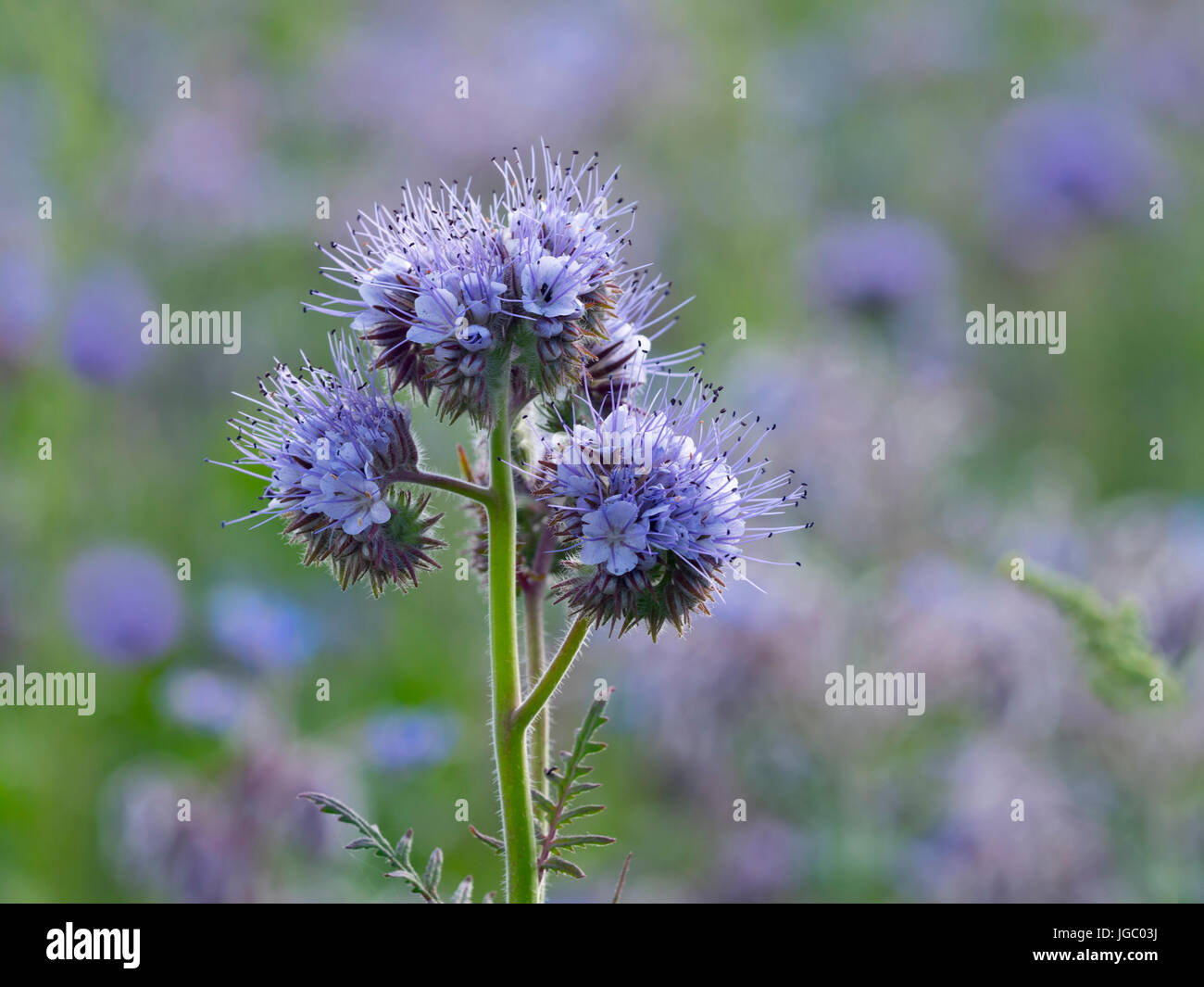 Lila Phacelia Tanacetifolia Cley Norfolk Stockfoto