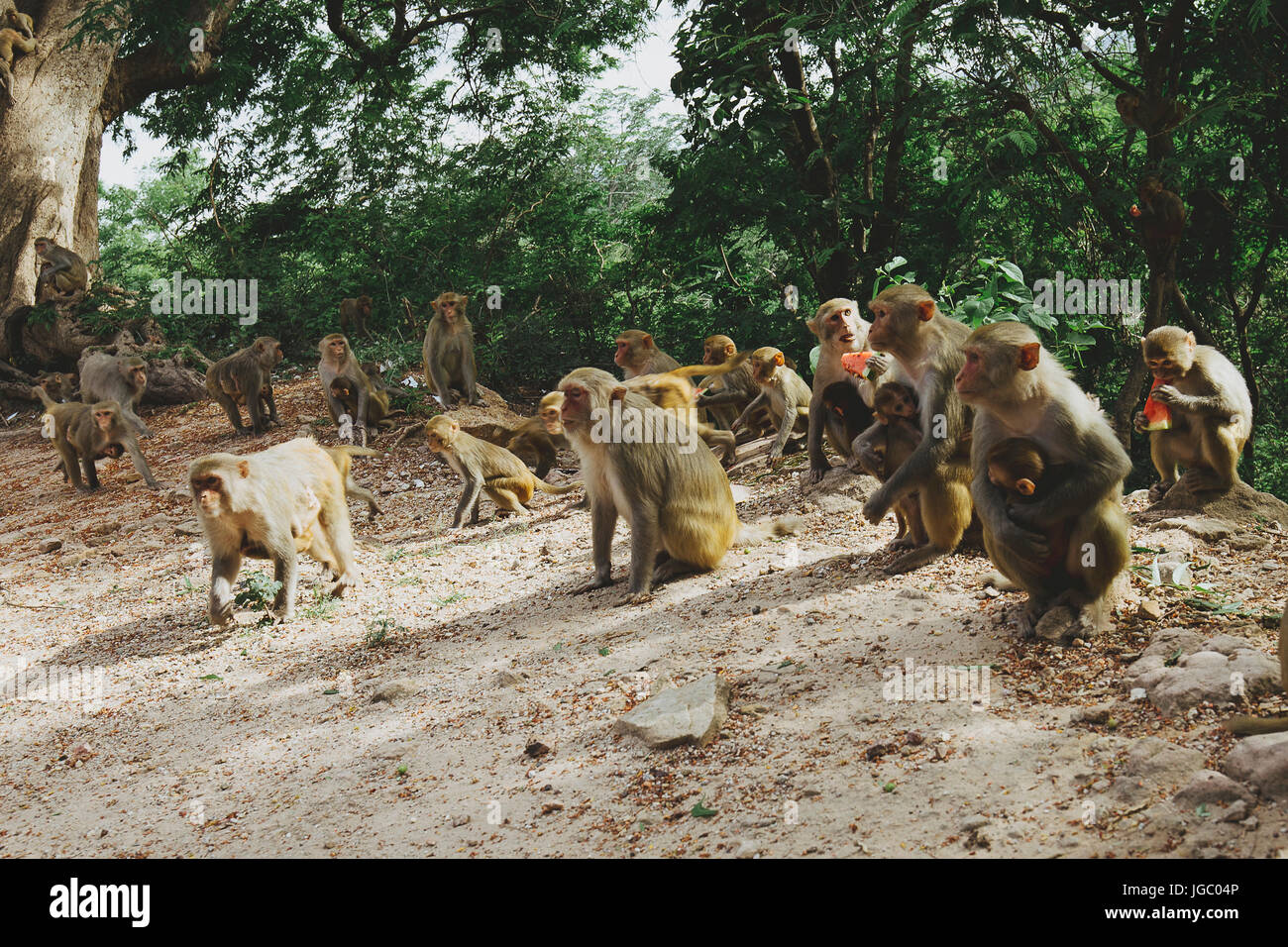 Affe am Po Win Taung Höhle - Monywa - Sagaing Region - Norden Myanmars Stockfoto