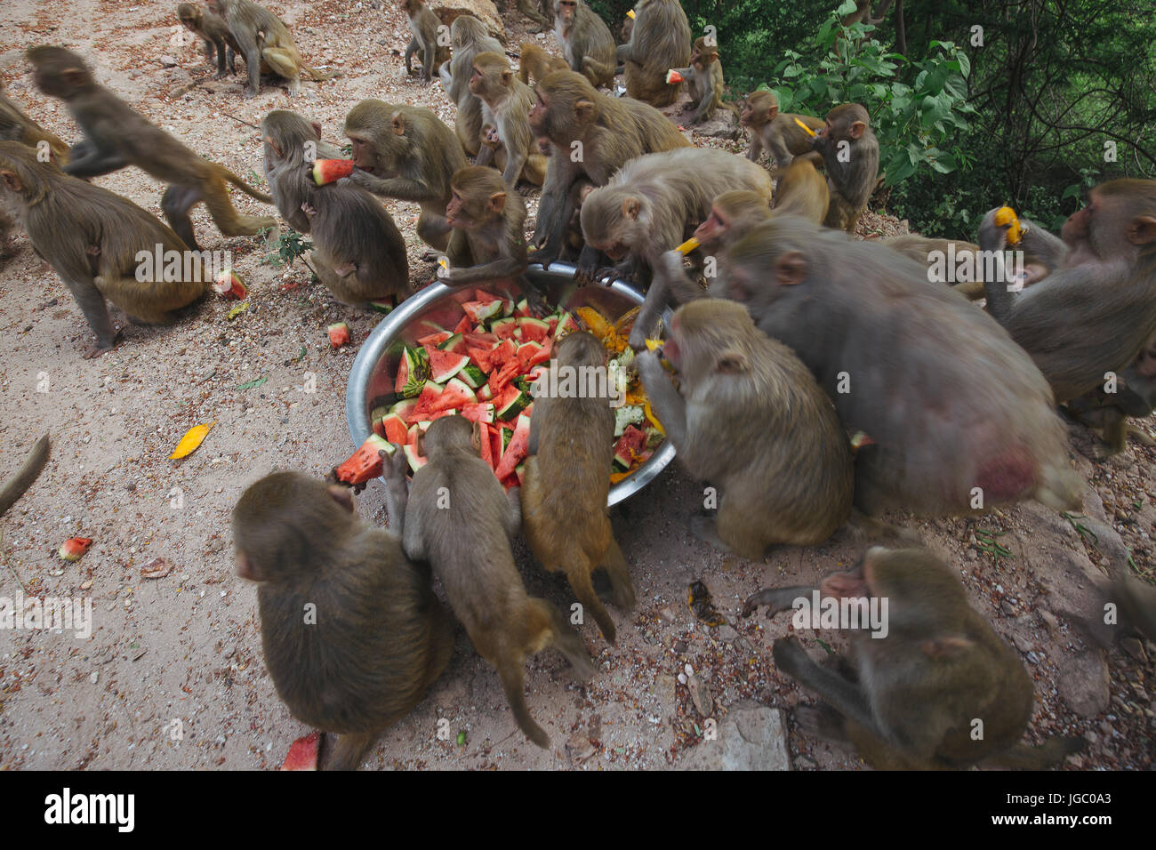Affe am Po Win Taung Höhle - Monywa - Sagaing Region - Norden Myanmars Stockfoto