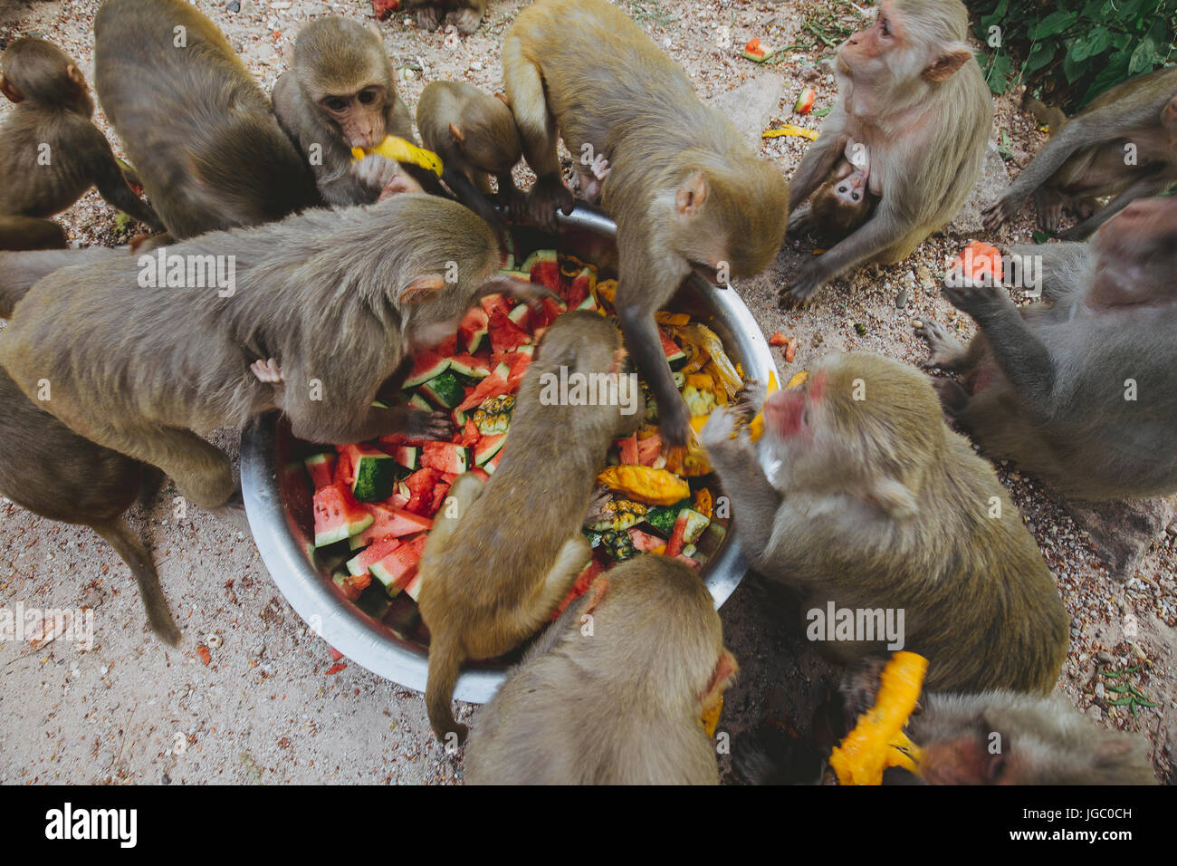 Affe am Po Win Taung Höhle - Monywa - Sagaing Region - Norden Myanmars Stockfoto
