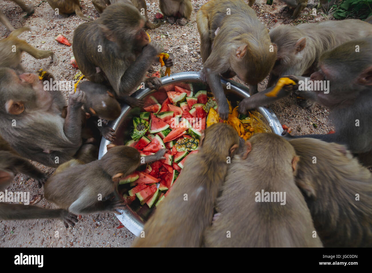 Affe am Po Win Taung Höhle - Monywa - Sagaing Region - Norden Myanmars Stockfoto
